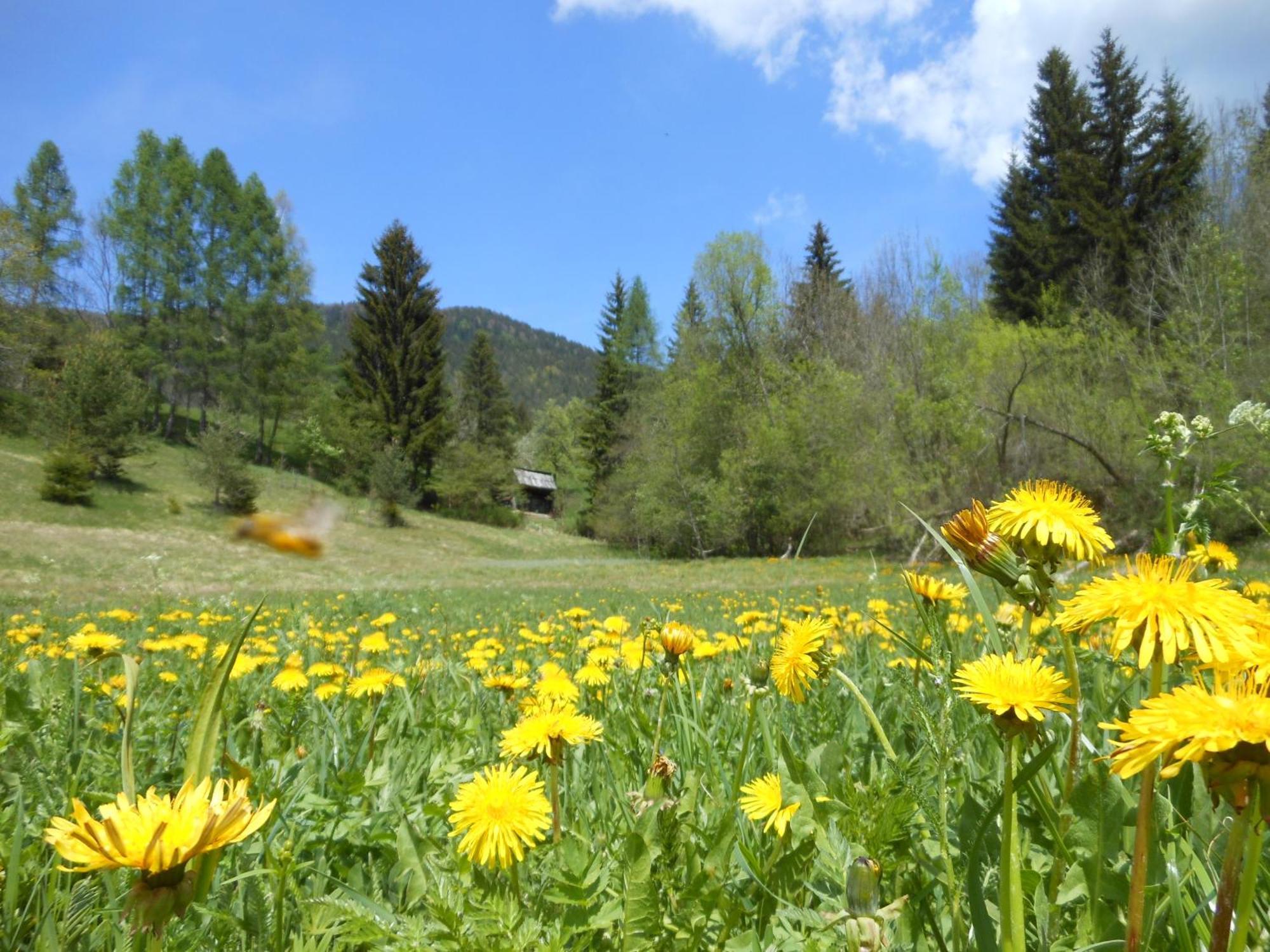 Tempfer 2 Apartments & Rooms With New Wellness Kranjska Gora Ngoại thất bức ảnh